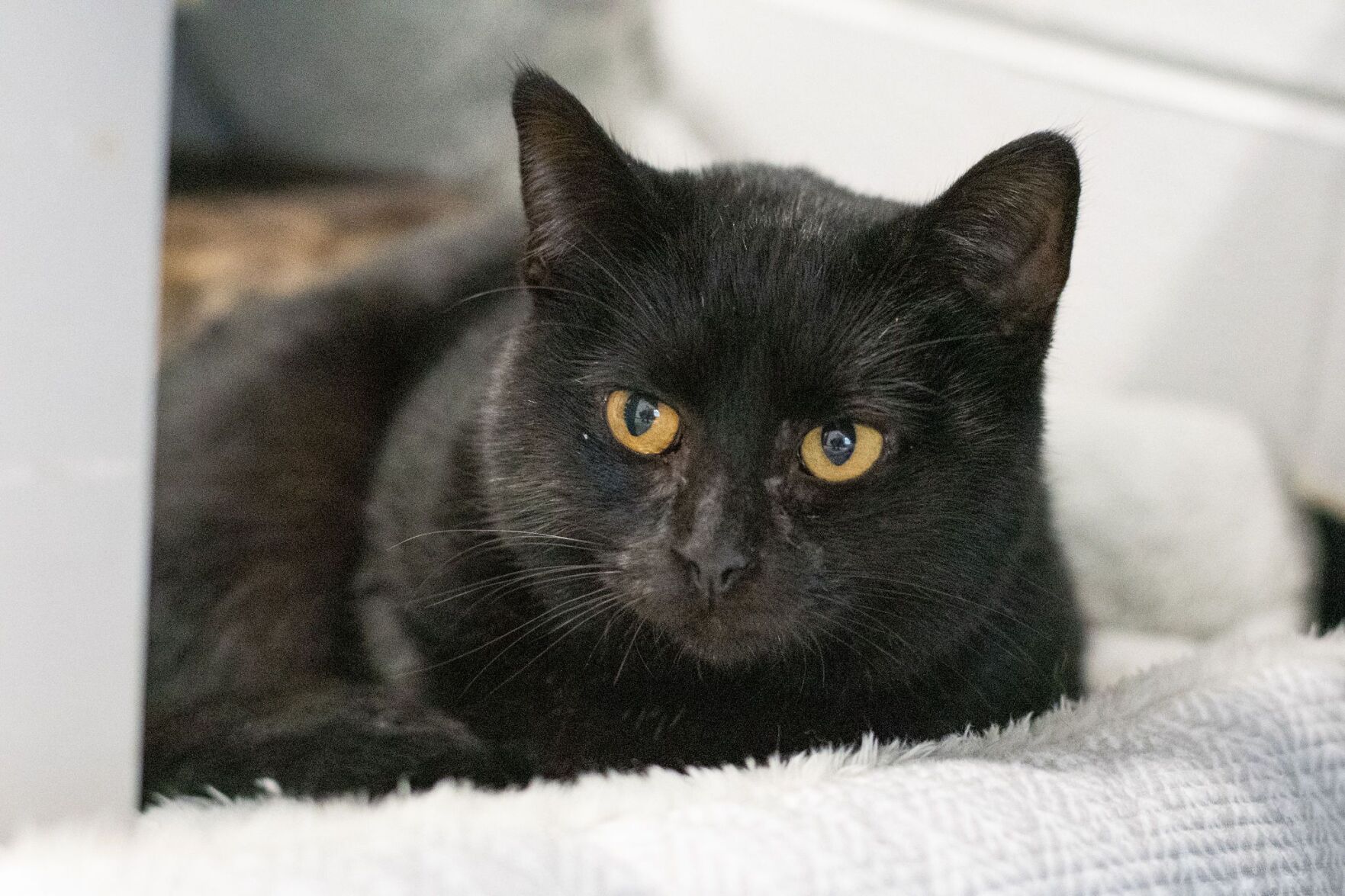 salem1 (1)